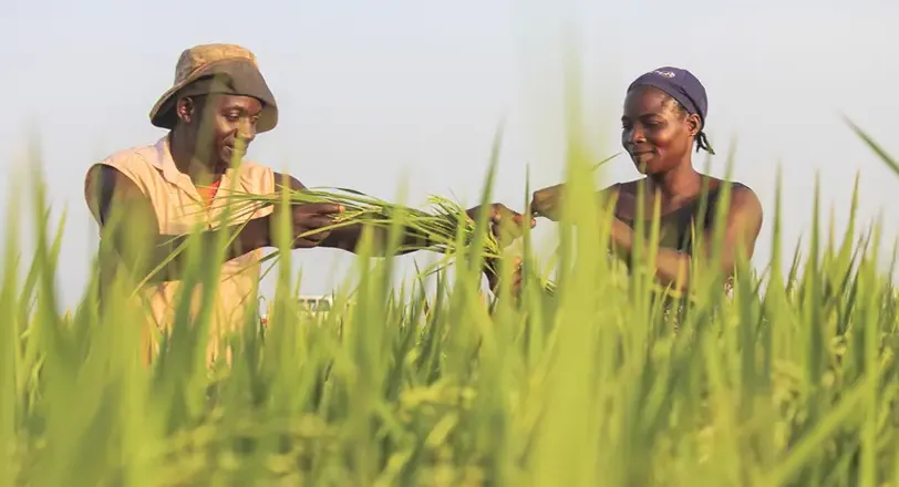 Man and woman in rice paddy in Nigeria working together